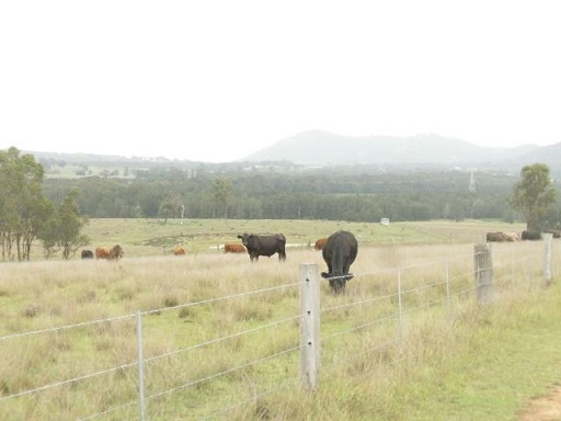 cows at huntervalley