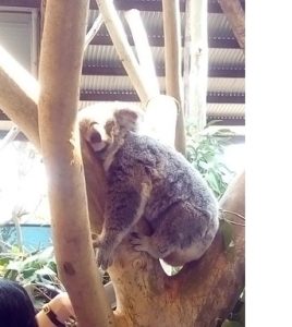 koala02