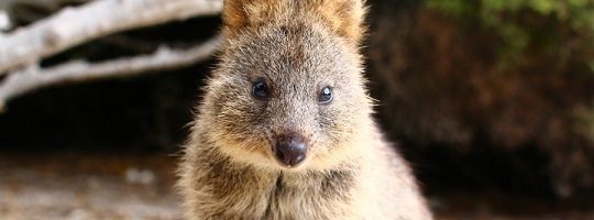 quokka