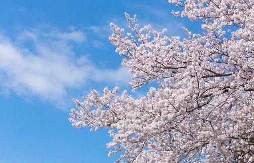 春がやってきた！シドニーから桜を見に行く！