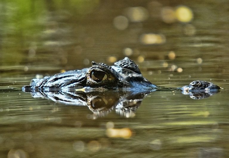 オーストラリアで注意すべき危険動物