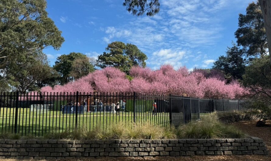 Auburn 日本庭園ですでに桜満開中！